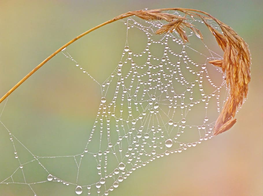 close-up, cobweb, dew, macro, spiderweb, trap, waterdrops, public domain images HD wallpaper