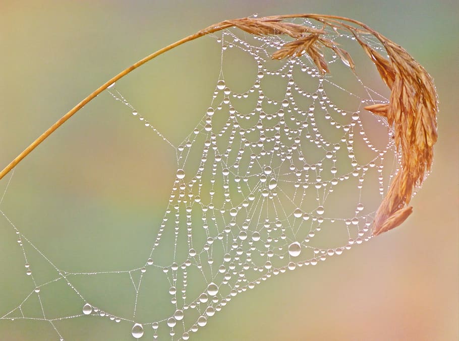 spider web on brown grass with water dews, cobweb, dewdrop HD wallpaper