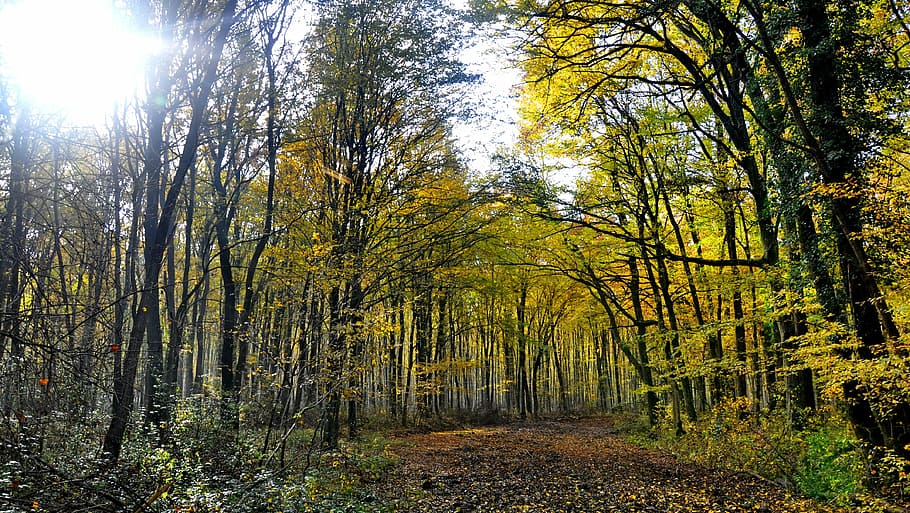 autumn, forest, nature, tree, plant, land, tranquility, beauty in nature HD wallpaper