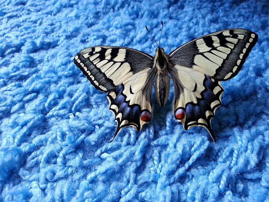 dovetail, butterfly, blue, animal wing, invertebrate, animal themes HD wallpaper