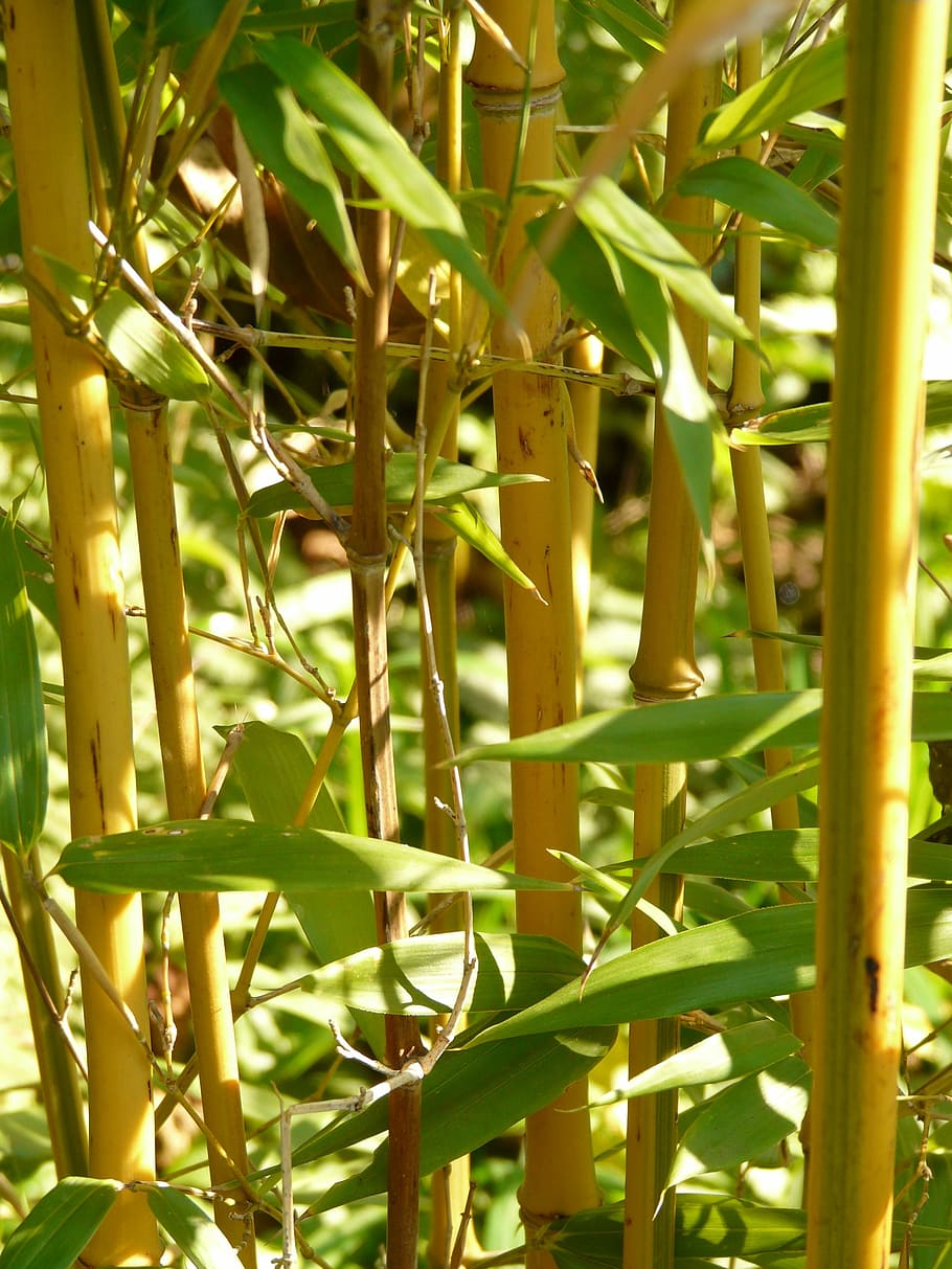 bamboo, node bamboo, gold bamboo tube, yellow bamboo, bamboo garden, HD wallpaper