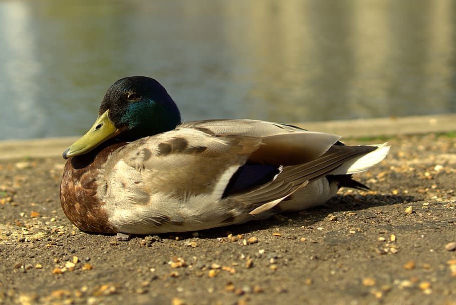 duck, by the river, bird, animal wildlife, animals in the wild HD wallpaper