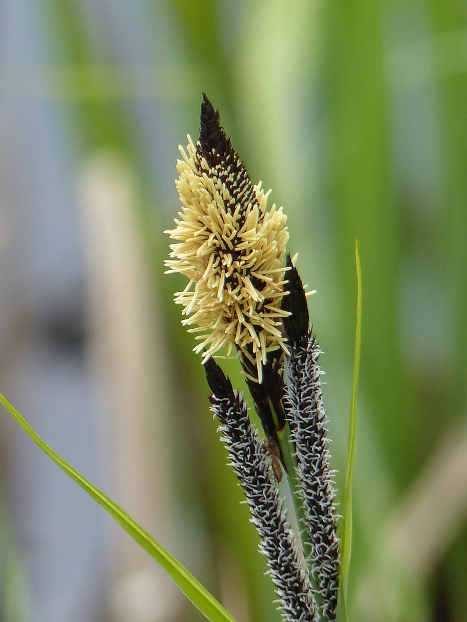 grass, spring, flower, green, plant, nature, close-up, summer HD wallpaper