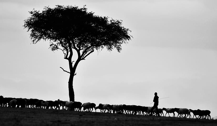 person walking beside tree, grayscale photo of flock of sheep near tree HD wallpaper