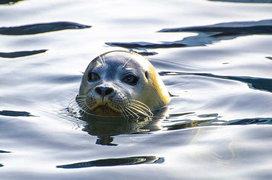 sea lion swam in water, seal, grey, animal, north-sea, wild-animal, HD wallpaper