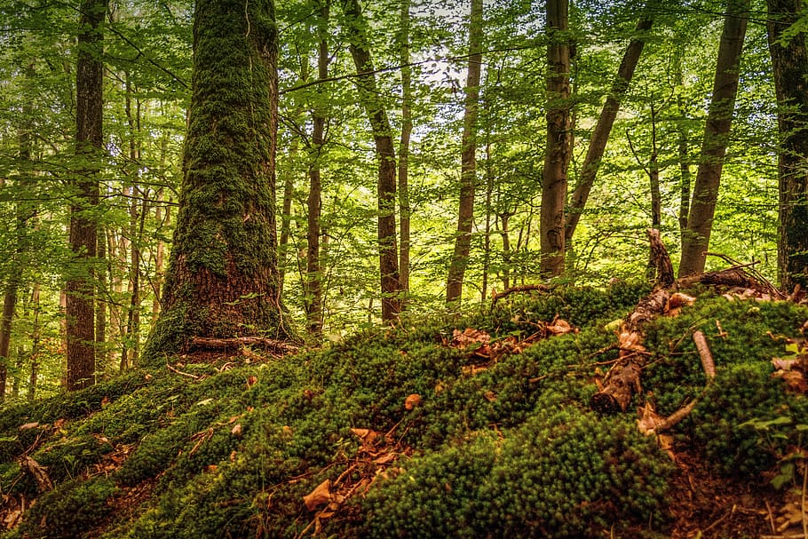 forest during daytime, Tree, Moss, Moss, Green, Nature, Idyll HD wallpaper