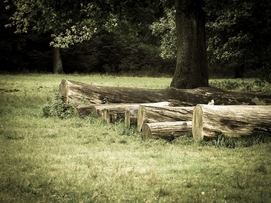 tree trunks, trees, stacked, forest, forestry, timber industry HD wallpaper