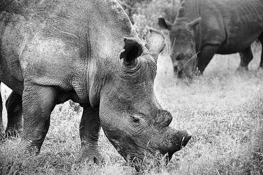 rhino, animal world, pachyderm, mammal, big game, rhinoceros, HD wallpaper