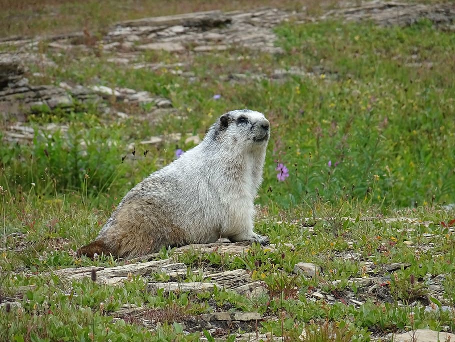 marmott, nature, animals, usa, rodents, fauna, north, wildlife, HD wallpaper