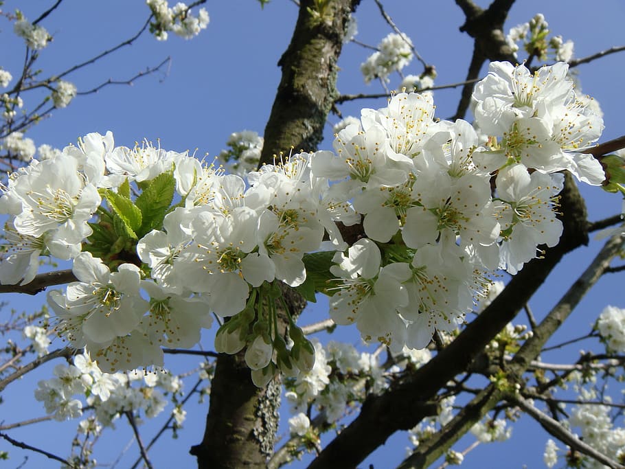 flower, spring, cherry, spring flowers, tree, flowering, fruit tree HD wallpaper