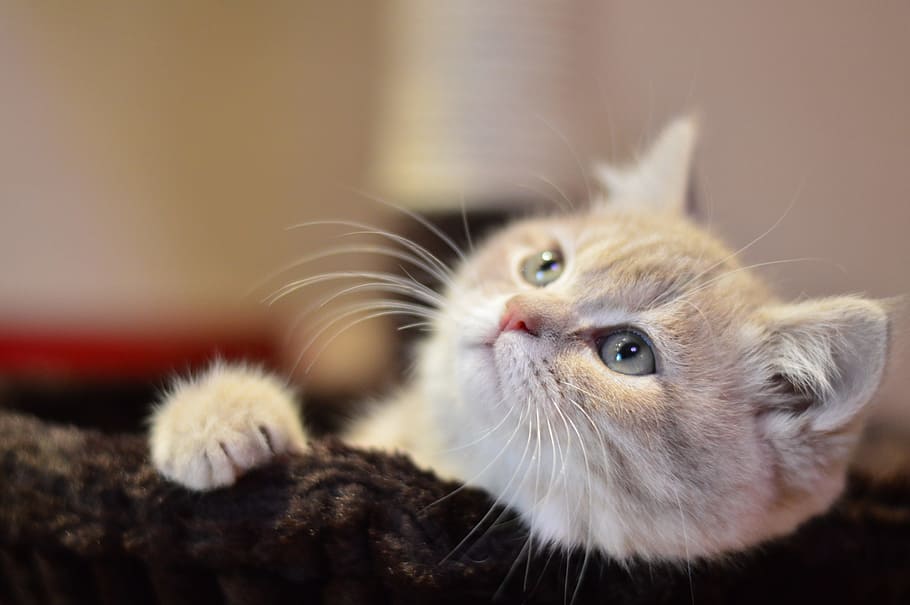 shallow focus photography of short-coated gray cat, cute, kitty HD wallpaper