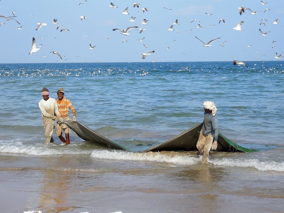 three fishermen pulling green mesh fishnet, Fishing, Sea, fishing net