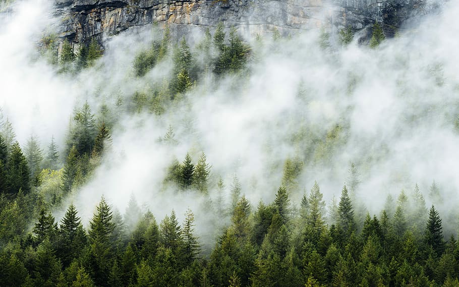 aerial view of green tree forest, foggy pine trees, mist, mountain