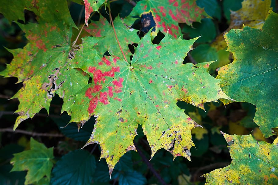 maple, autumn, leaf, yellow, red, green, leaves, coloring, bright HD wallpaper