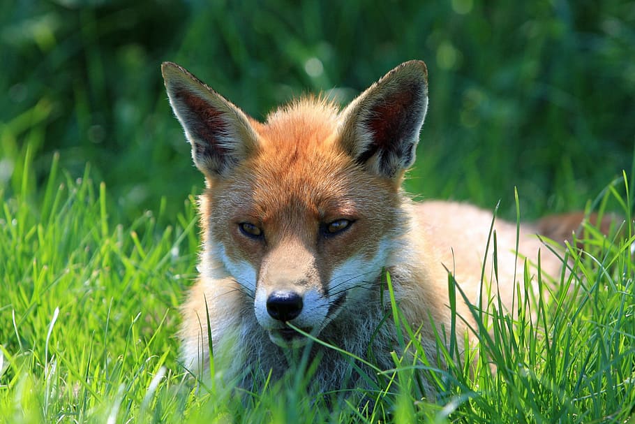 fox on grasses, red, resting, face, head, close-up, portrait HD wallpaper