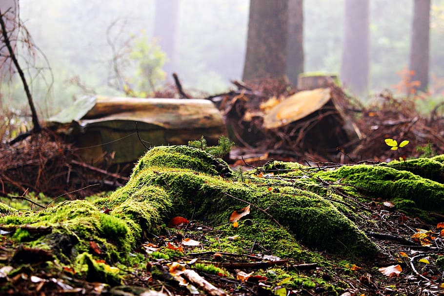 photo of green grass near trees, forest, moss, tree stump, leaves HD wallpaper