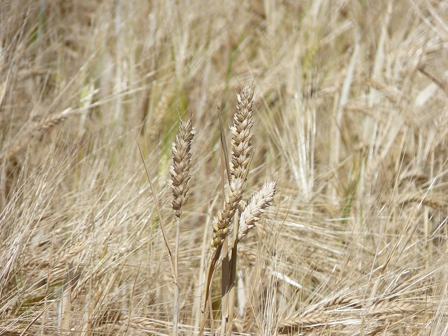 Cornfield, Cereals, Ear, Grain, agriculture, nature, summer HD wallpaper
