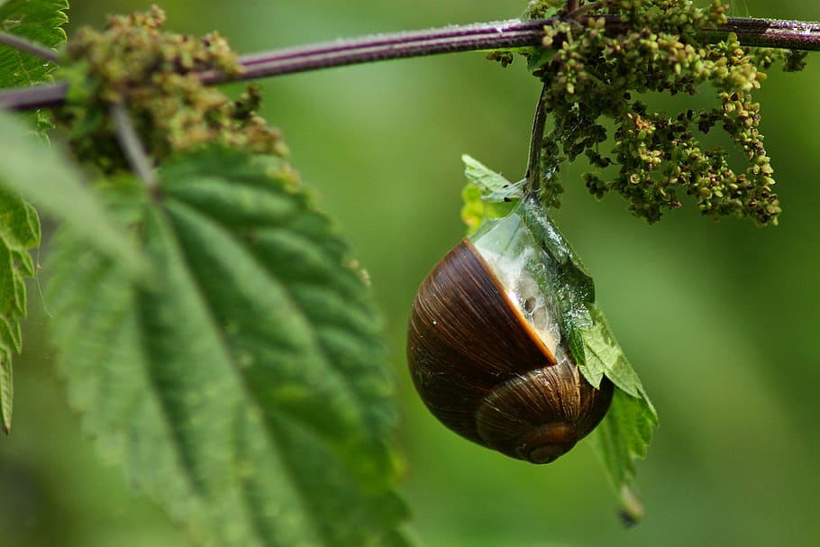 snail, shell, close, mollusk, slowly, nature, animals, land snail HD wallpaper