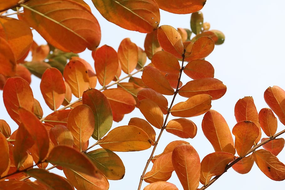 photo of orange leaf tree, low angle photography of orange tree HD wallpaper