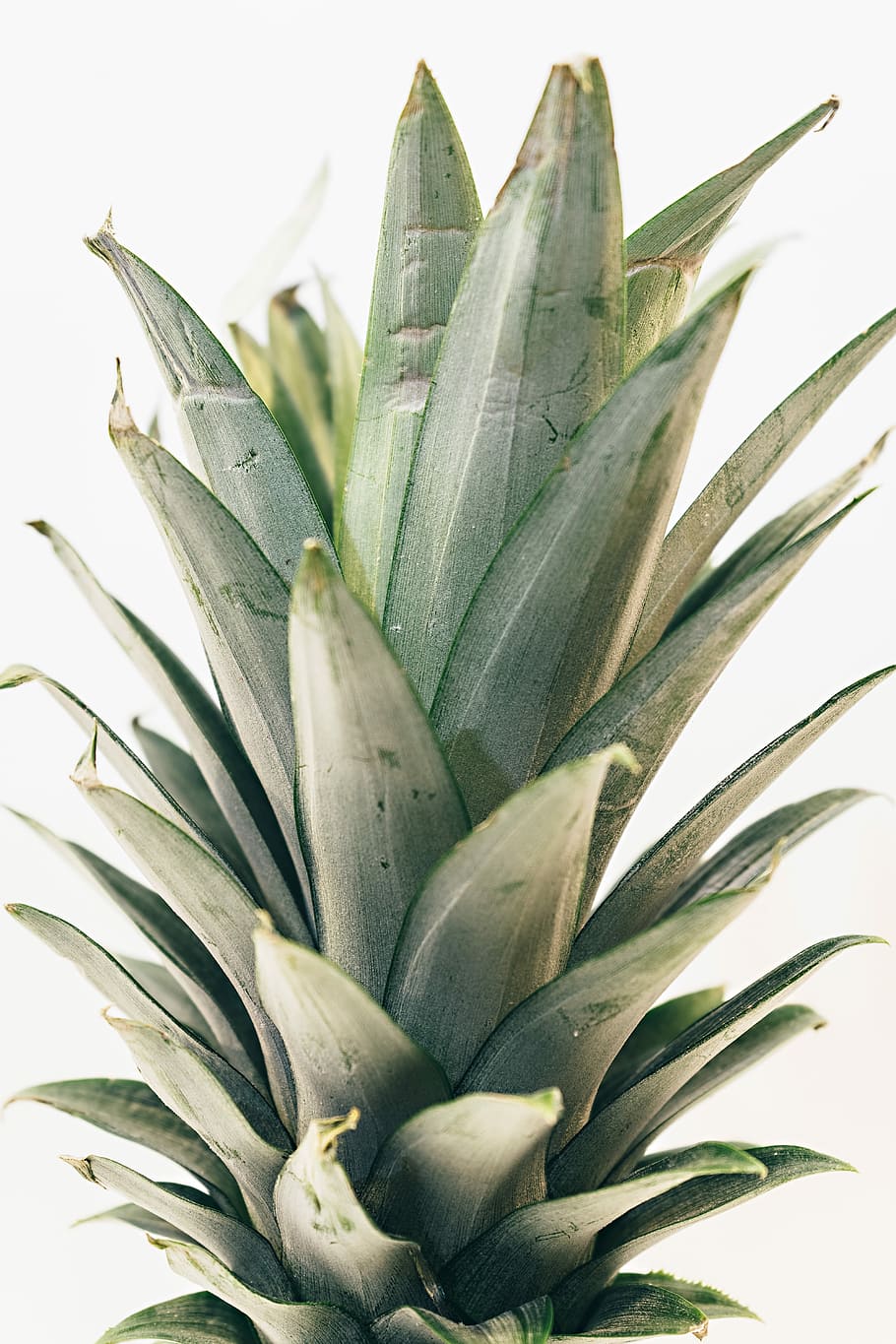 green pineapple leaf, pineapple crown leaf, pineapple top, fruit HD wallpaper