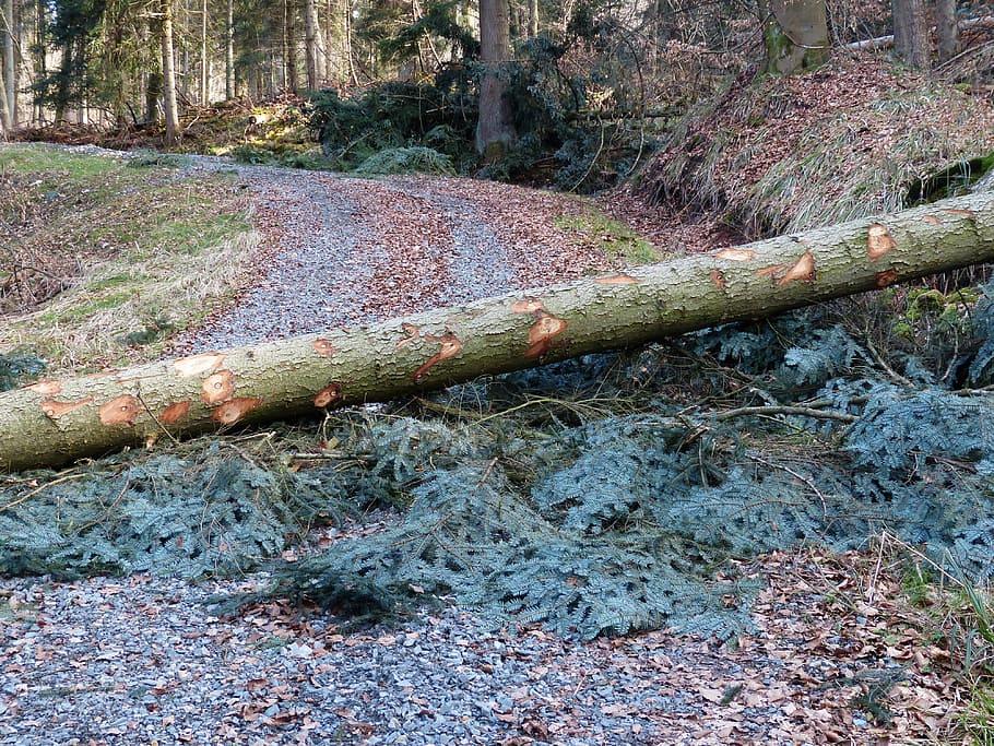 tree log blocking road, forest work, wood casework, blockade, HD wallpaper