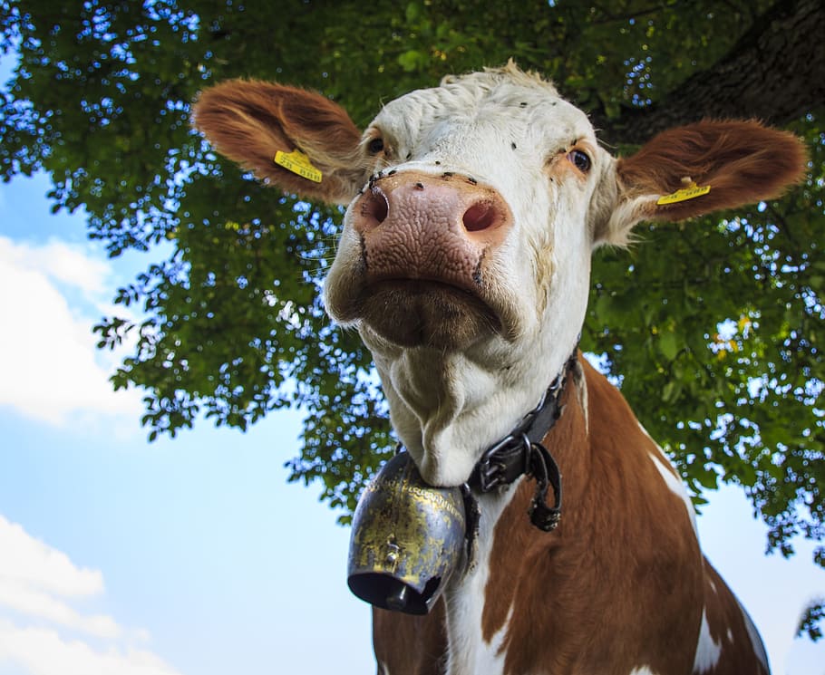 cows, farm, beef, cattle, allgäu, milk cow, dairy cattle, wildlife photography HD wallpaper