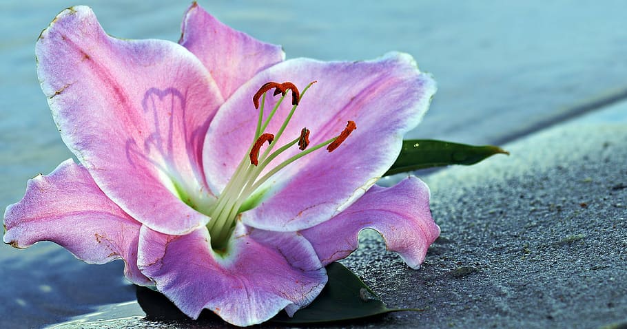 pink petaled flower, lily, blossom, bloom, water, sand, beach, HD wallpaper