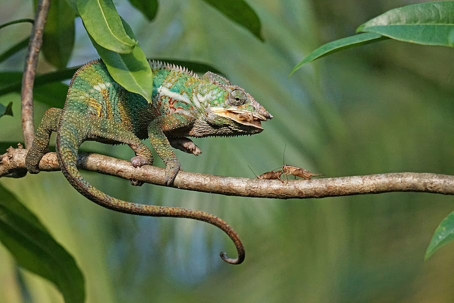 chameleon near crickets on branch, panther chameleon, food, eat