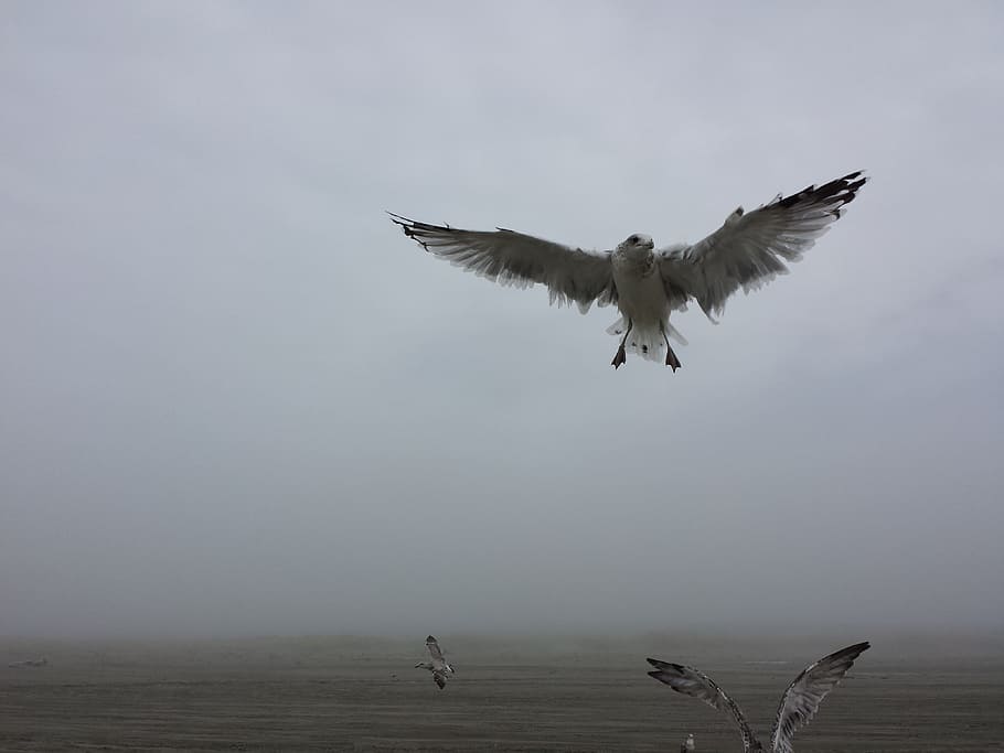 bird flying above body of water, white bird soaring high, air HD wallpaper