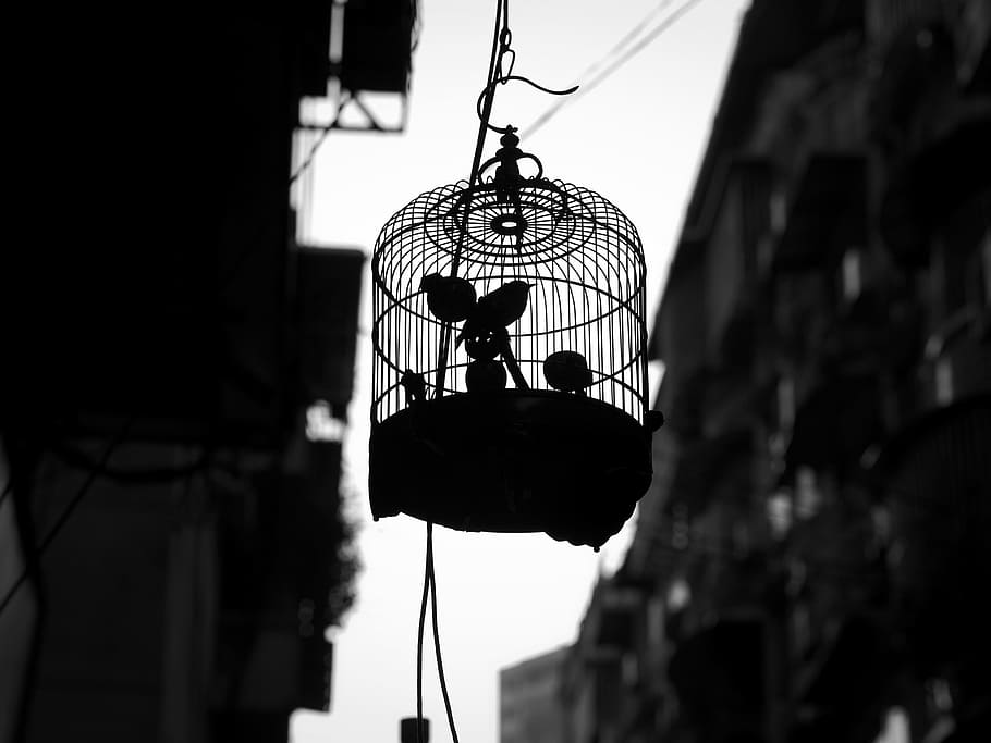 grayscale photography of bird in cage, animals, birds, pets, silhouette, HD wallpaper