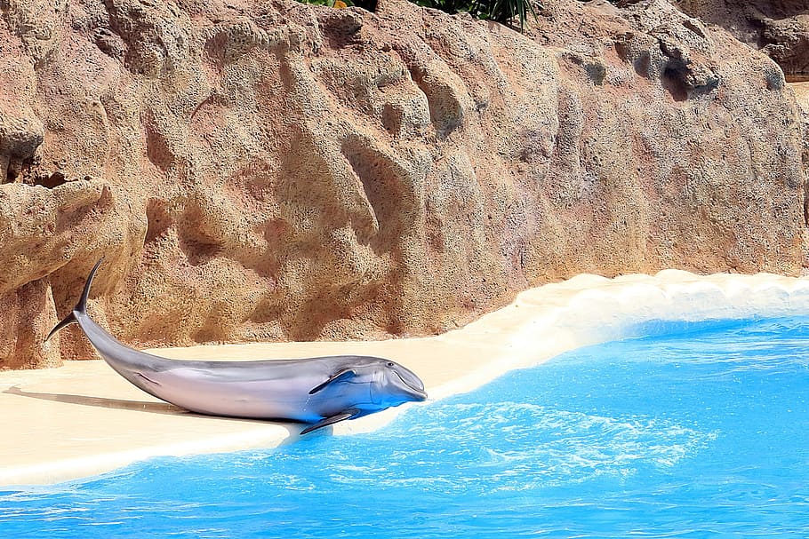 Delfin, Dolphinarium, Fins, Aquarium, mammal, loro park, preview, HD wallpaper