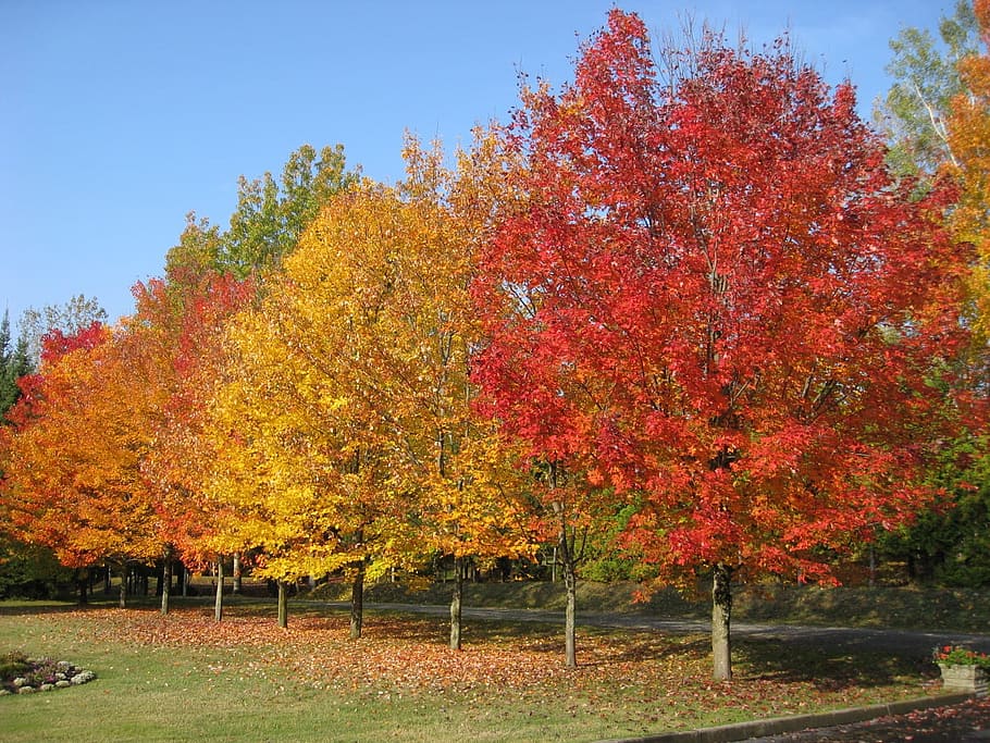 tree, leaves, colors, autumn, change, plant, orange color, beauty in nature HD wallpaper