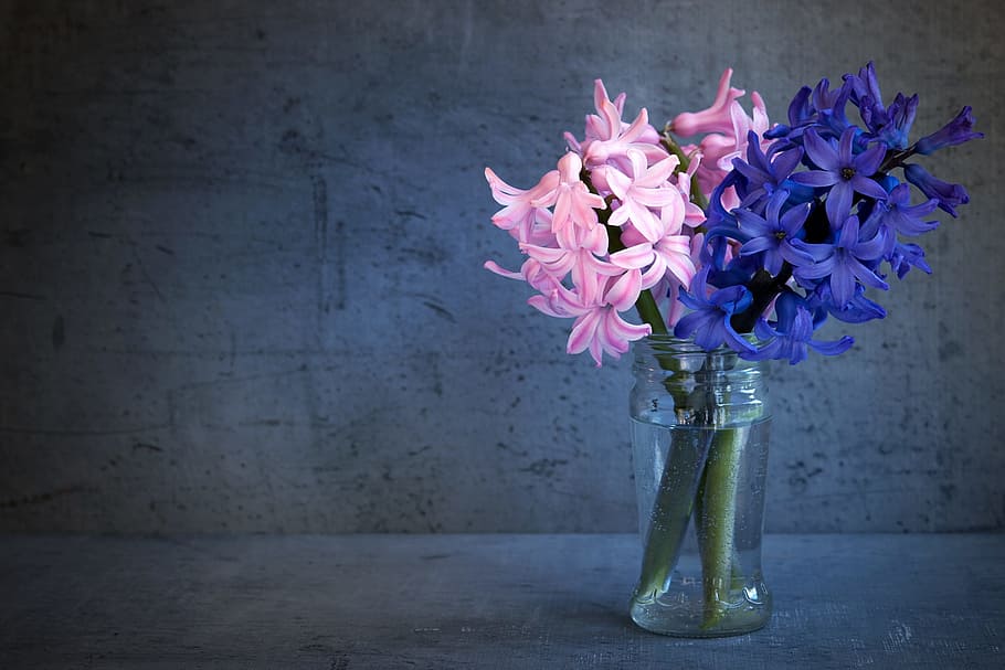 pink and purple petaled flowers inside clear vase, hyacinth, spring flower