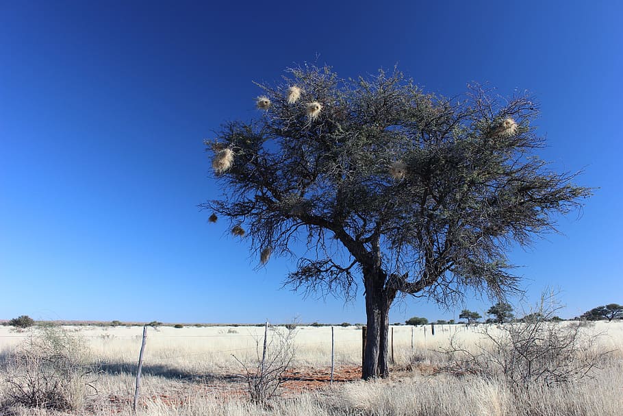 weaver birds, tree, blue, namibia, sky, landscape, nature, desert HD wallpaper
