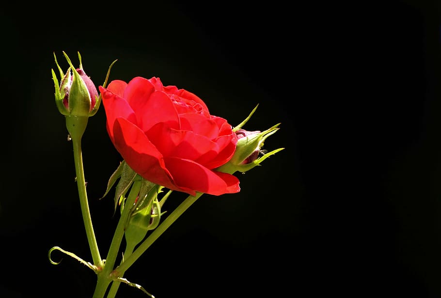 rose, bud, blossom, bloom, rosebud, red rose, rose bloom, flower, HD wallpaper