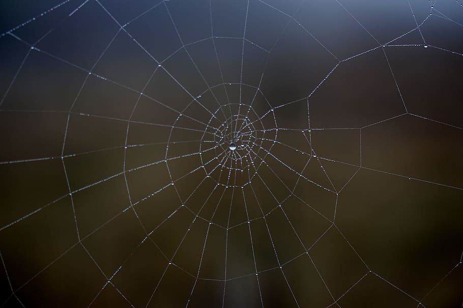 spider web, wet, hooked, place, dew, drops, nature, close-up HD wallpaper