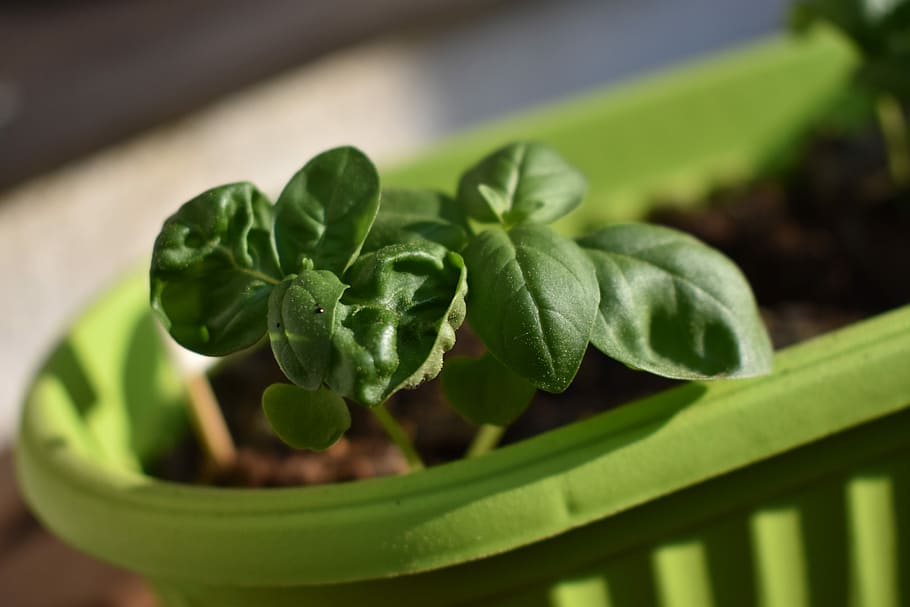 basil, herb, leaf, food and drink, green color, plant part HD wallpaper