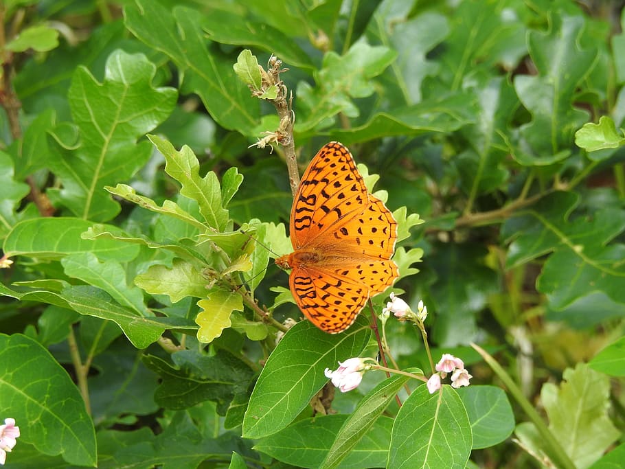 butterfly, tree, color, leaf, branch, wildlife, natural, colorful HD wallpaper