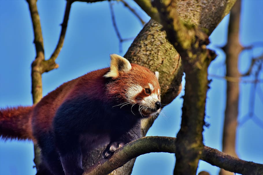 closeup photo of red panda under blue sky during daytime, panda bear HD wallpaper