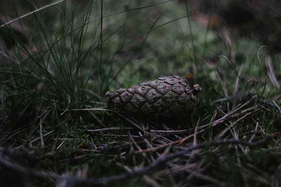brown fruit on grass, close-up photo of oval brown fruit, cone HD wallpaper