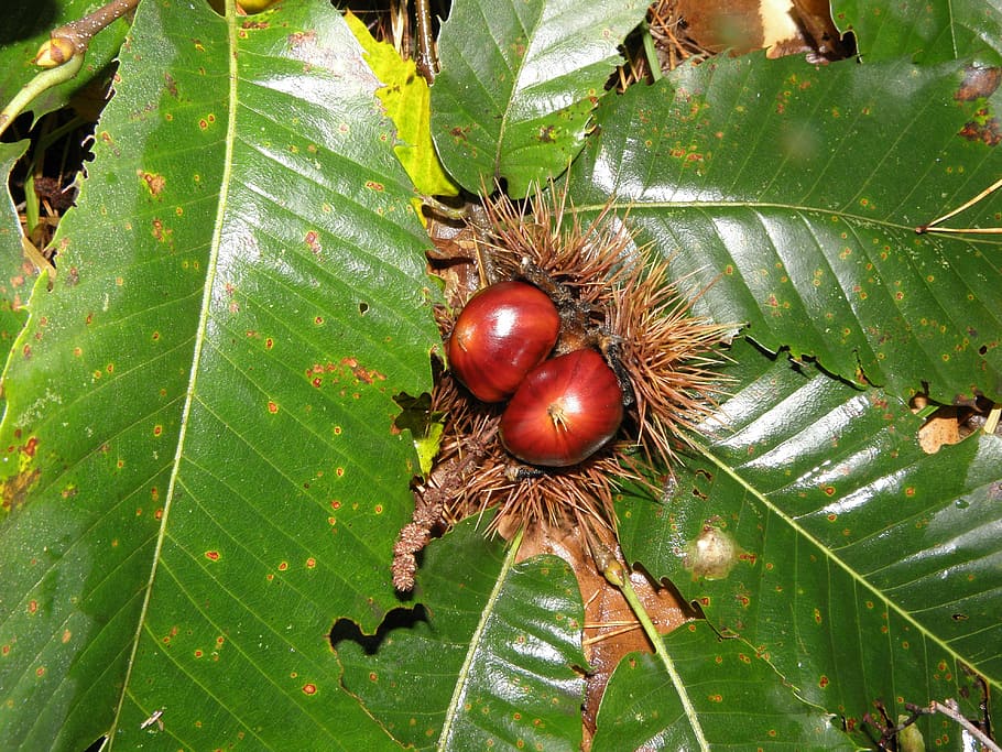 chestnut, leaves, tree fruit, plant part, leaf, green color HD wallpaper