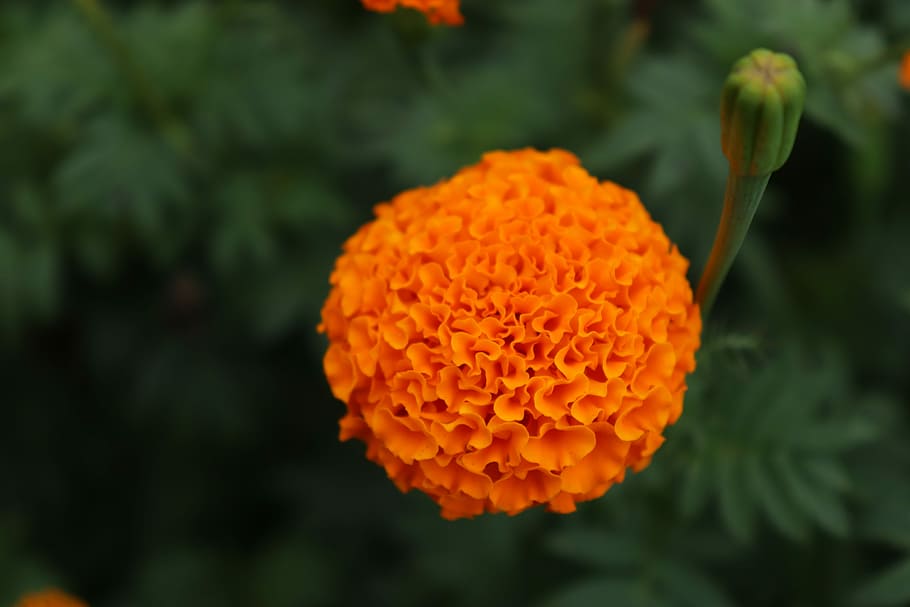 marigold, tagetes, flower, orange, summer, nature, natural, HD wallpaper