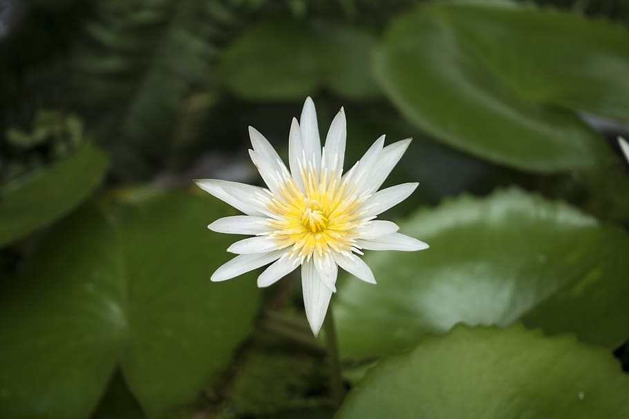 Lotus, Waterlily, Nature, Flower, Plant, blossom, flora, green, HD wallpaper