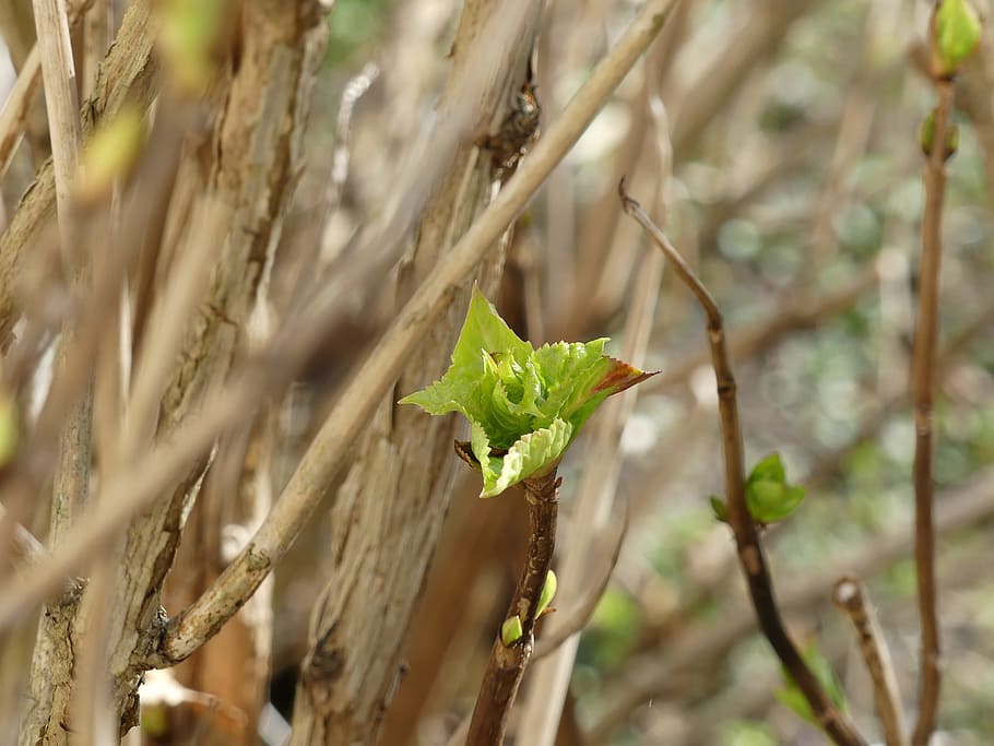 Sprout, Spring, Engine, Plant, Bush, vitality, nature, leaf HD wallpaper