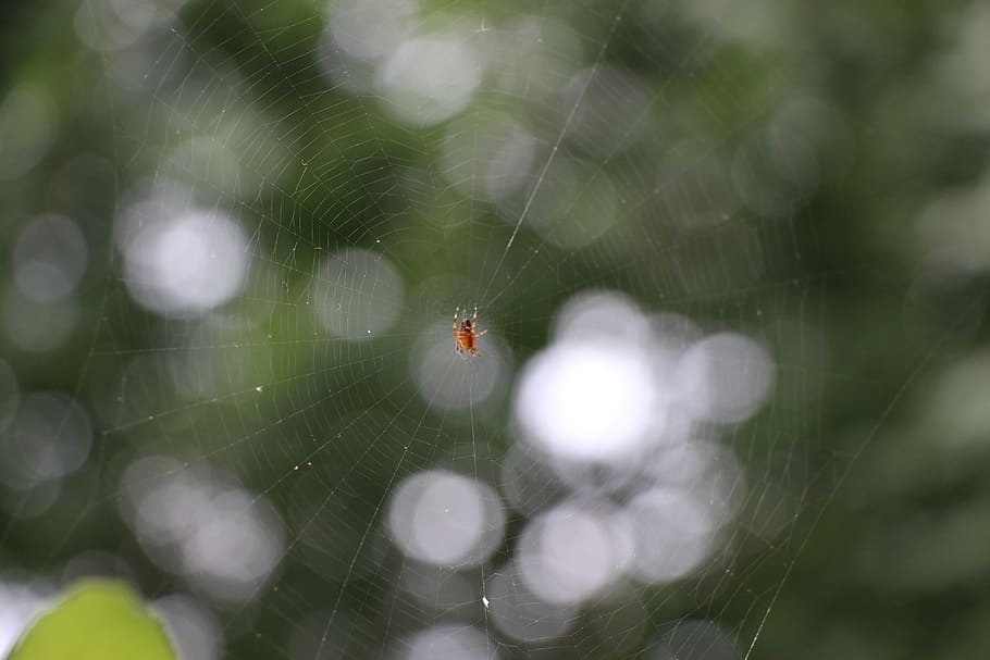spider, cobweb, close up, insect, animals, cobwebs, arachnid HD wallpaper