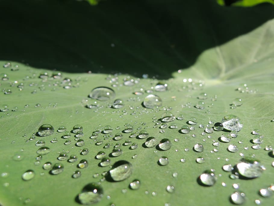 trickle, taro, world, nature, drop, leaf, green Color, freshness HD wallpaper