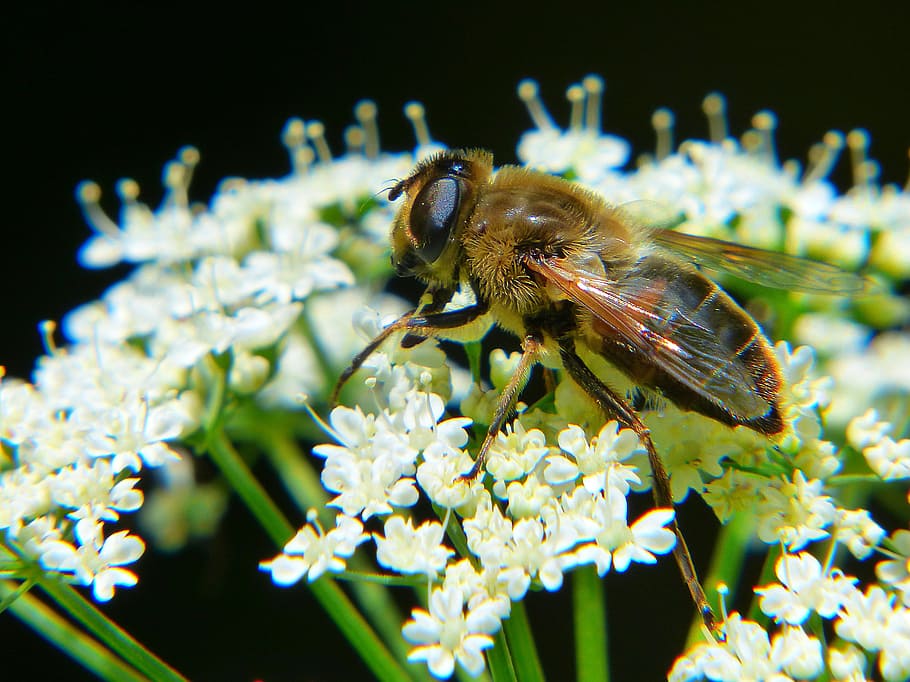 Bee, Drone, Macro, Blossom, Bloom, pollination, macro photography HD wallpaper