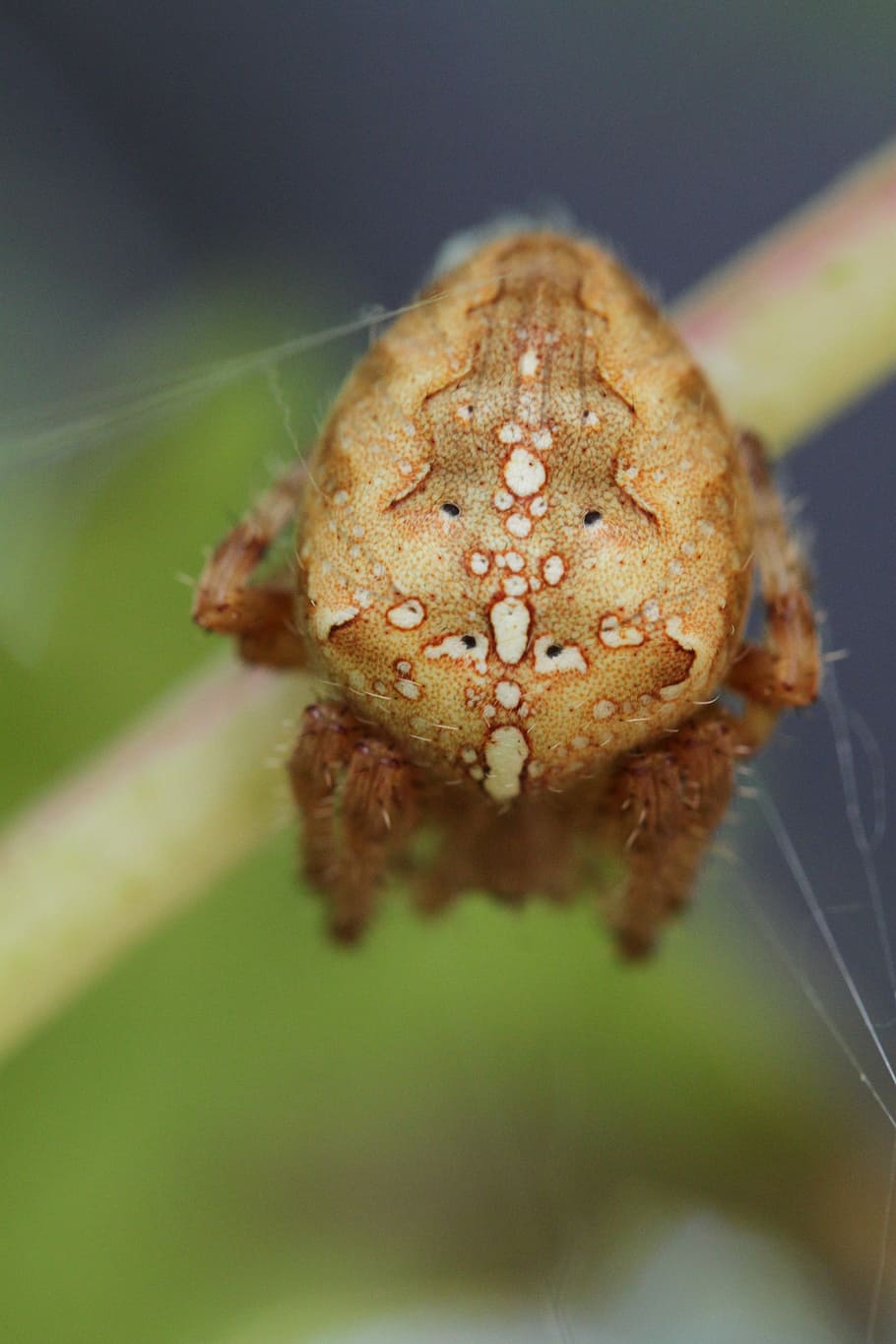 Spider, Spin, Insect, Arachnids, arthropod, animals, fauna HD wallpaper