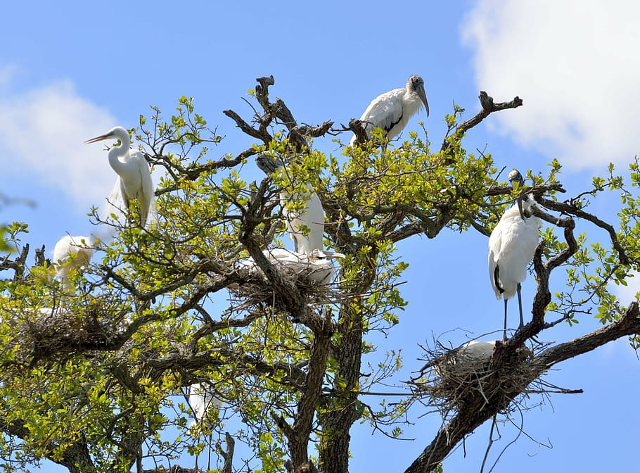 wood stork, heron, wildlife, outdoors, nesting, birds, great white, HD wallpaper