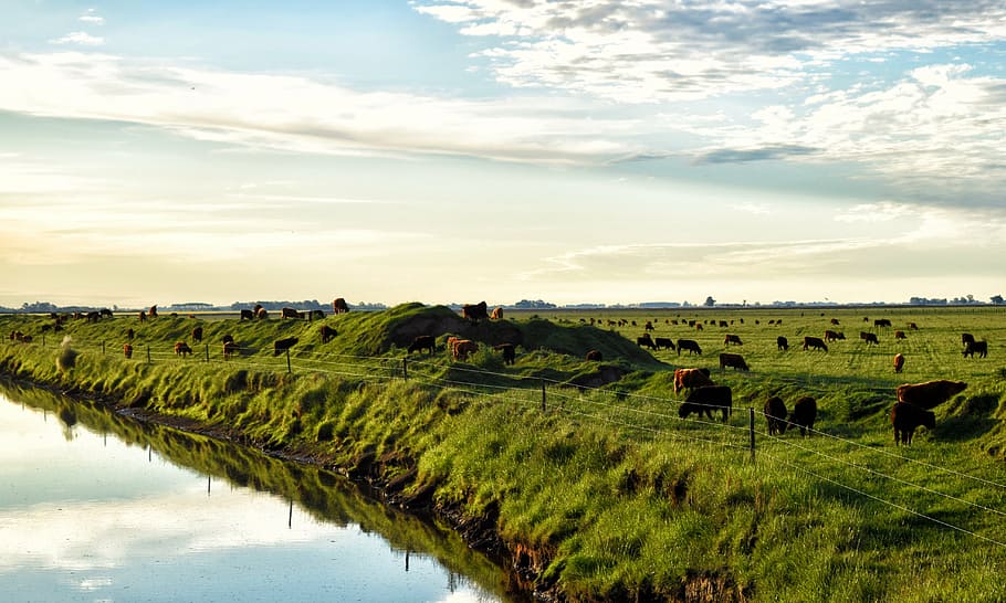 field, cows, brook, animals, nature, pastures, landscape, animal nature HD wallpaper